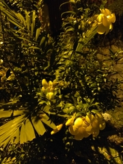 Allamanda cathartica