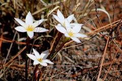 Zephyranthes sessilis