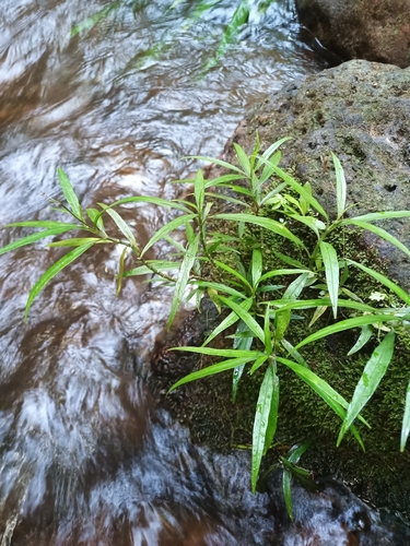 Image of Ruellia longifolia by (c) Guillaume Delaitre, some rights reserved (CC BY)