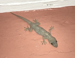 Hemidactylus mabouia