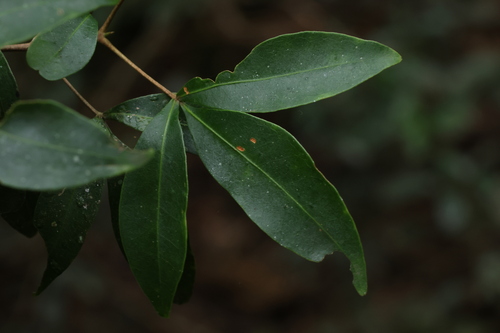 Image of corky acronychia by (c) Greg Tasney, some rights reserved (CC BY-SA)