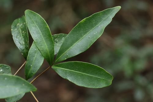 Image of Acronychia suberosa by (c) Greg Tasney, some rights reserved (CC BY-SA)