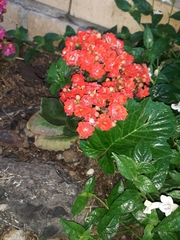 Kalanchoe