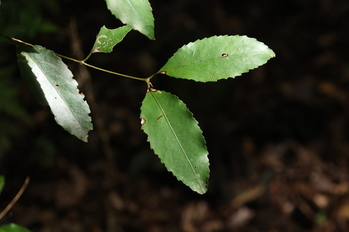 Image of Daphnandra apatela by (c) Greg Tasney, some rights reserved (CC BY-SA)