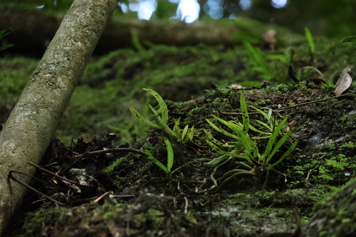 Image of Sarcochilus fitzgeraldii by (c) Greg Tasney, some rights reserved (CC BY-SA)