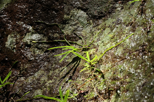 Image of Sarcochilus fitzgeraldii by (c) Greg Tasney, some rights reserved (CC BY-SA)