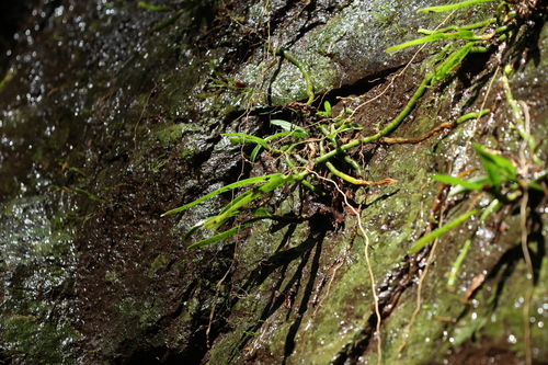 Image of Sarcochilus fitzgeraldii by (c) Greg Tasney, some rights reserved (CC BY-SA)