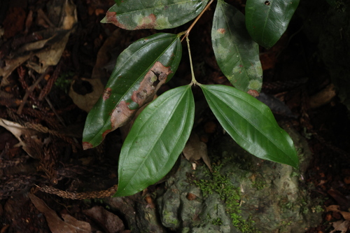 Image of Rhodamnia argentea by (c) Greg Tasney, some rights reserved (CC BY-SA)
