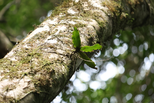 Image of Rhinerrhiza divitiflora by (c) Greg Tasney, some rights reserved (CC BY-SA)