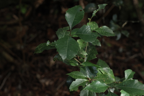 Image of Auranticarpa rhombifolia by (c) Greg Tasney, some rights reserved (CC BY-SA)