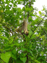 Malacosoma americana