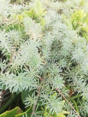 Lotus berthelotii