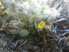 Acmispon heermannii orbicularis