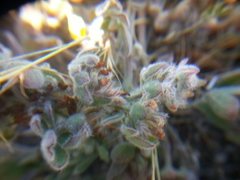 Acmispon heermannii orbicularis