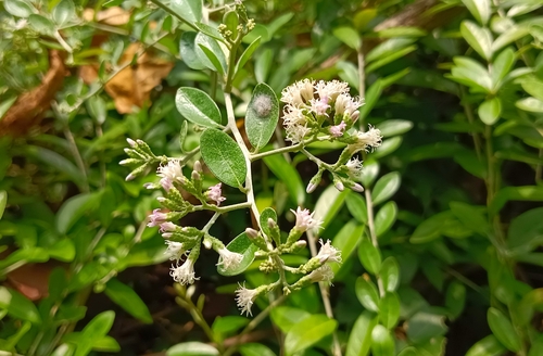 Image of Tarlmounia elliptica by (c) renjus box, some rights reserved (CC BY)