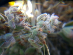 Acmispon heermannii orbicularis