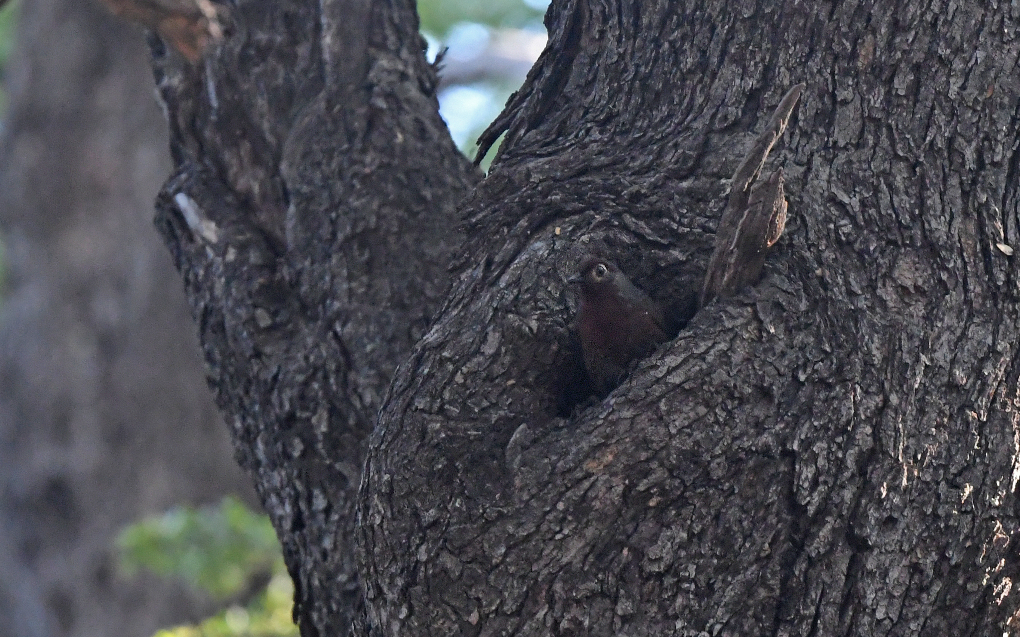 Chestnut-throated Huet-huet (Pteroptochos castaneus), photo 1
