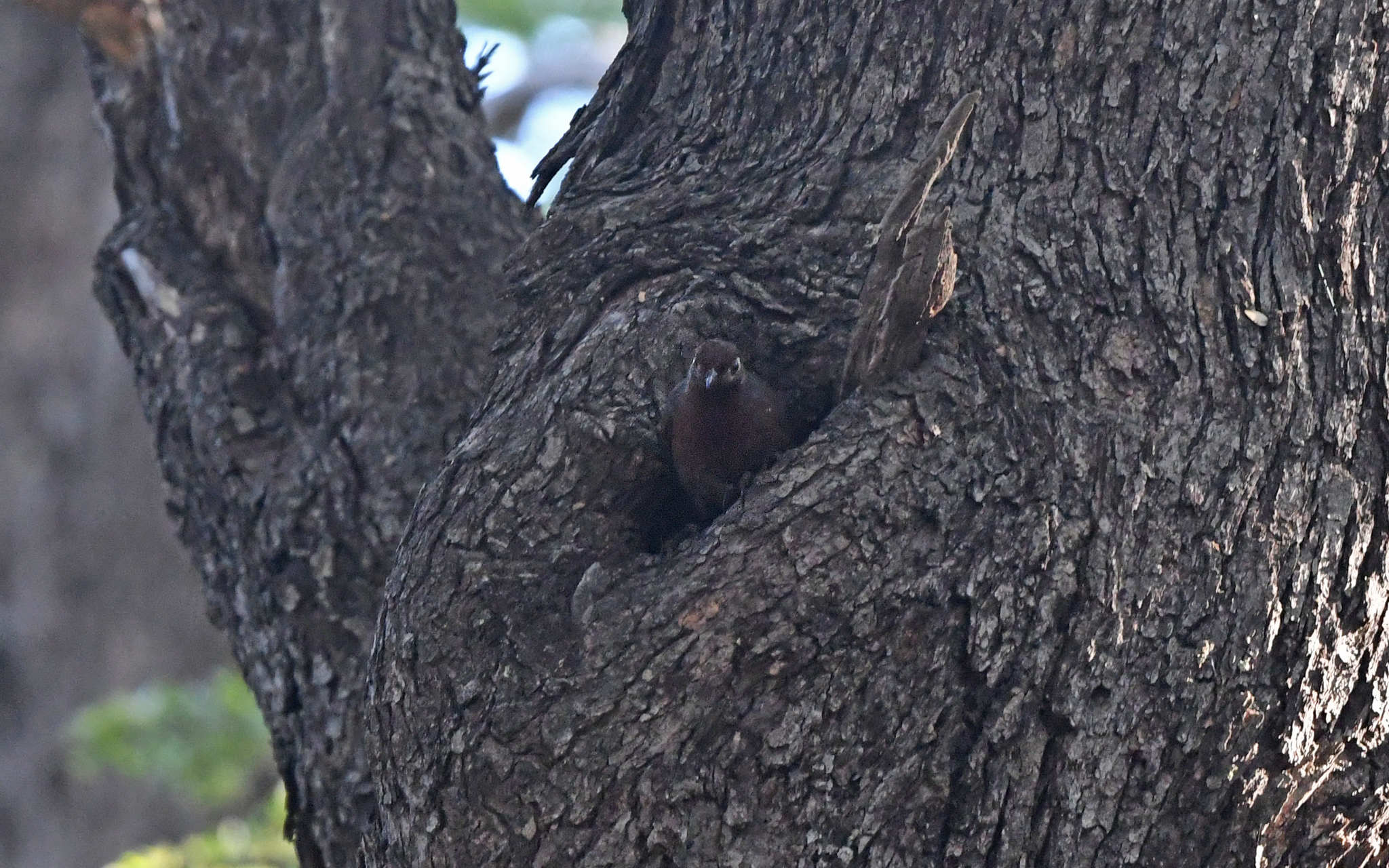 Chestnut-throated Huet-huet (Pteroptochos castaneus), photo 2