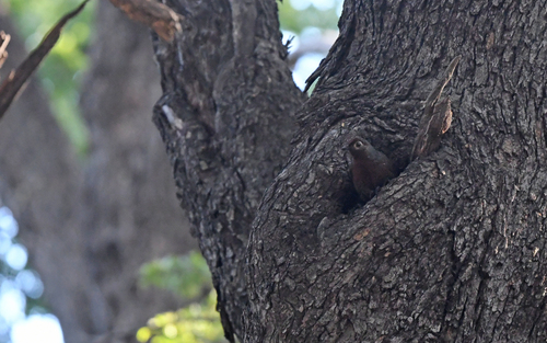 Chestnut-throated Huet-huet (Pteroptochos castaneus), photo 8