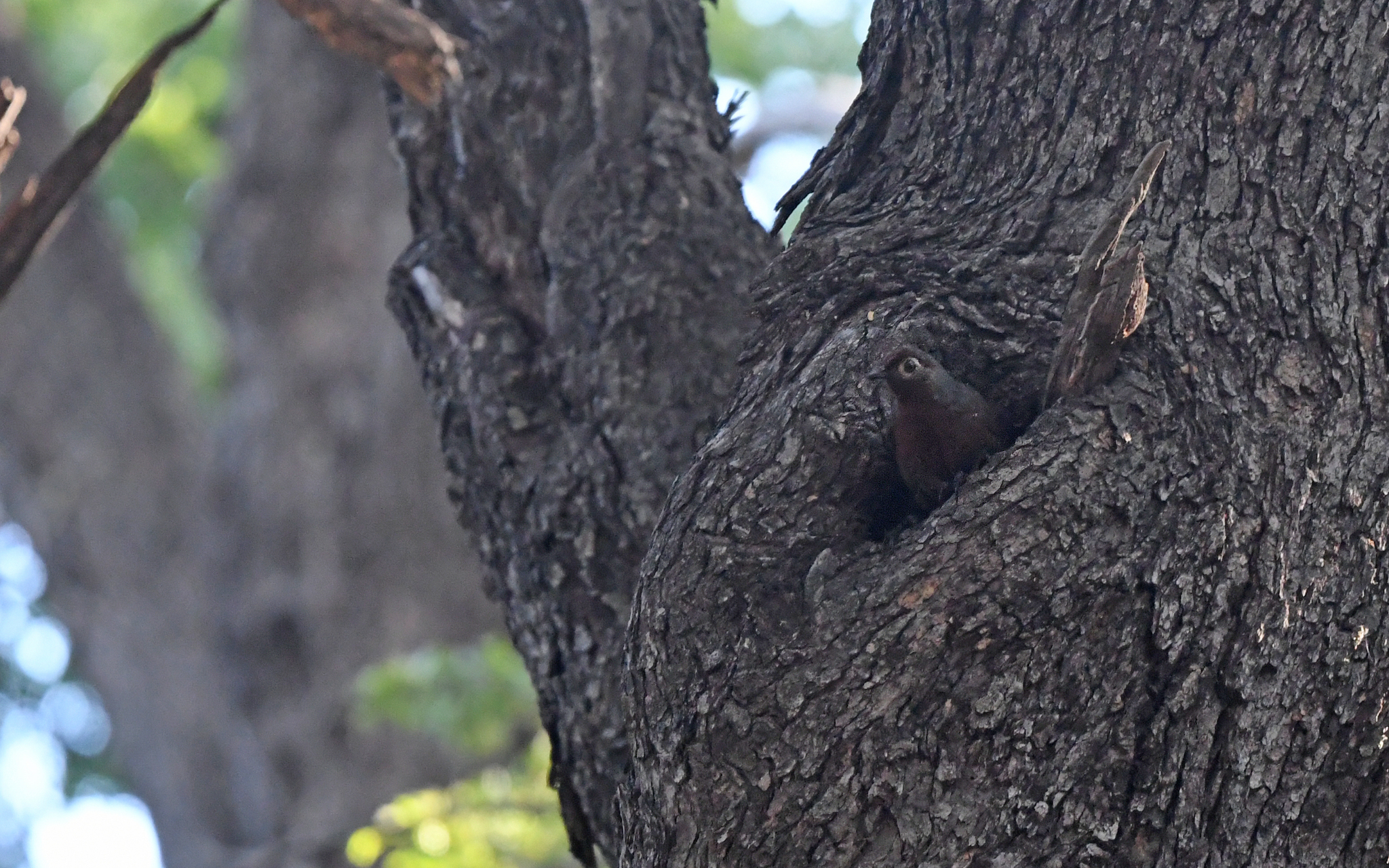 Chestnut-throated Huet-huet (Pteroptochos castaneus), photo 3