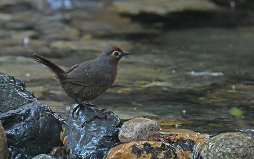 Chestnut-throated Huet-huet (Pteroptochos castaneus), photo 9