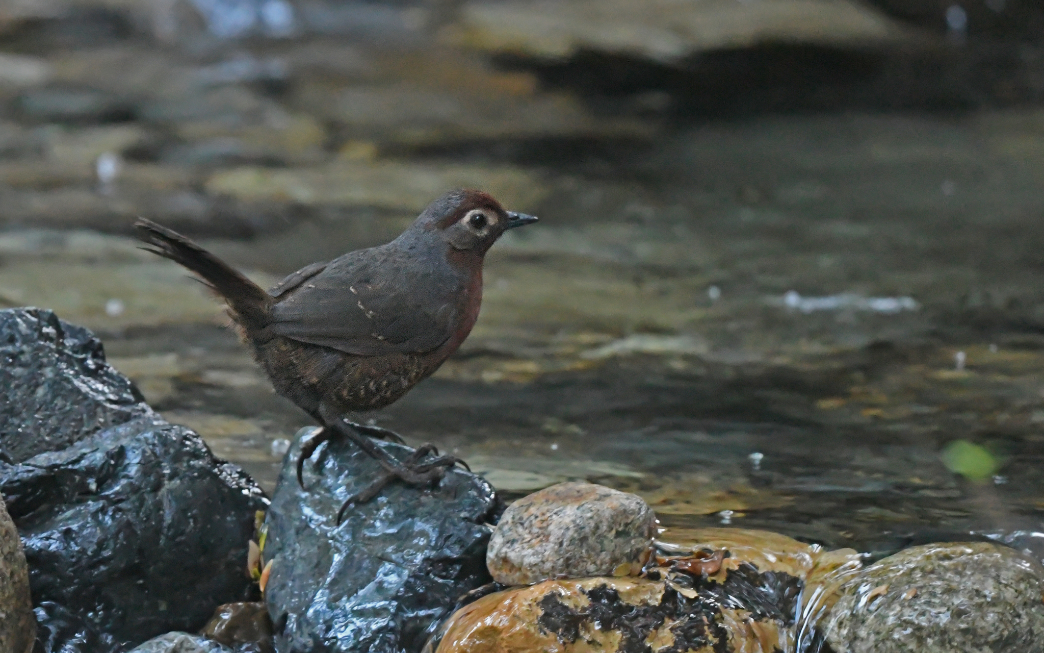 Chestnut-throated Huet-huet (Pteroptochos castaneus), photo 4