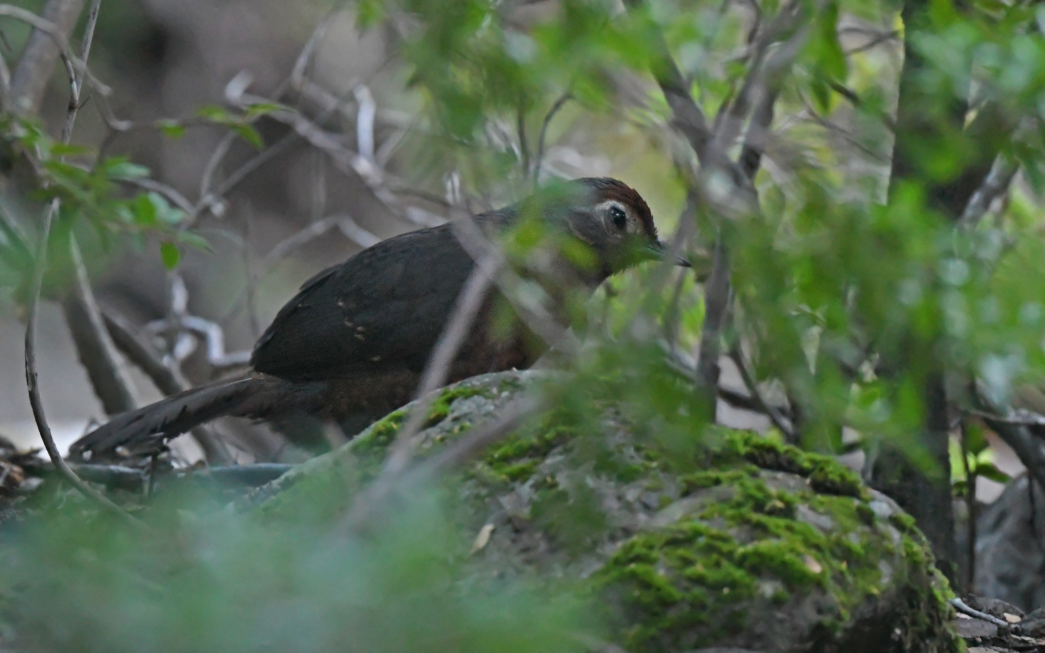 Chestnut-throated Huet-huet (Pteroptochos castaneus), photo 5
