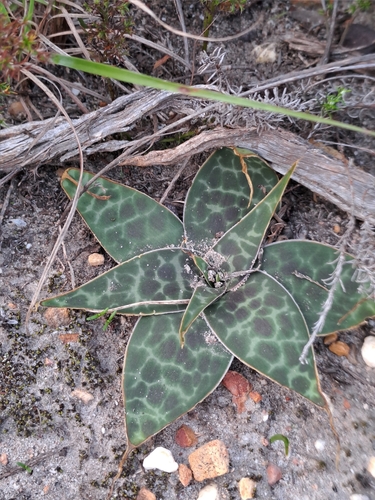 Ledebouria revoluta (L.f.) Jessop