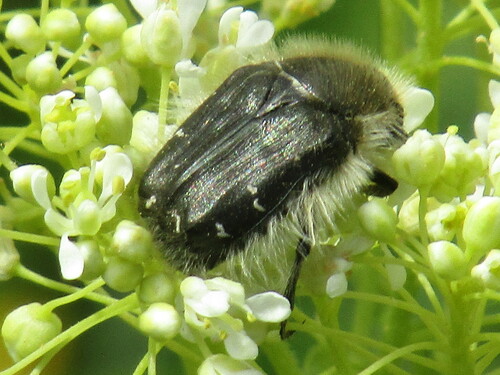 Apple Blossom Beetle photo 5