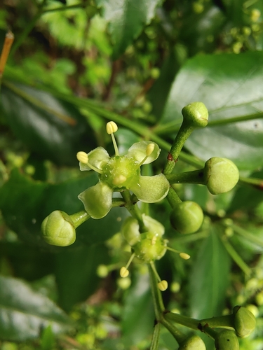 Euonymus trichocarpus iNat (3)