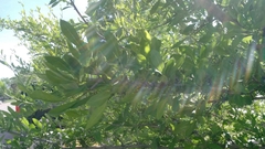 Forestiera pubescens pubescens