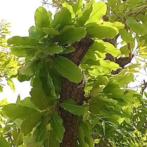 Shea Tree