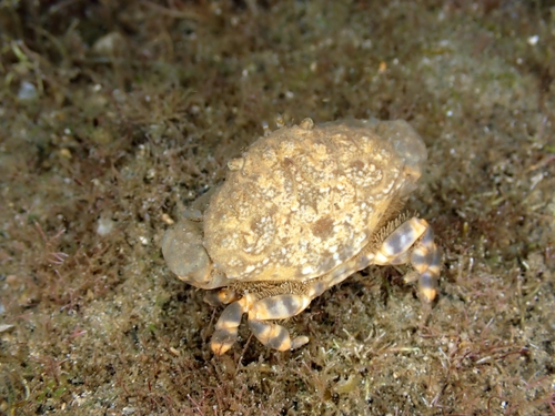 Macromedaeus crassimanus observed 2024-04-25