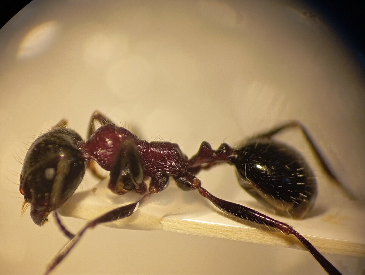Messor vicinus