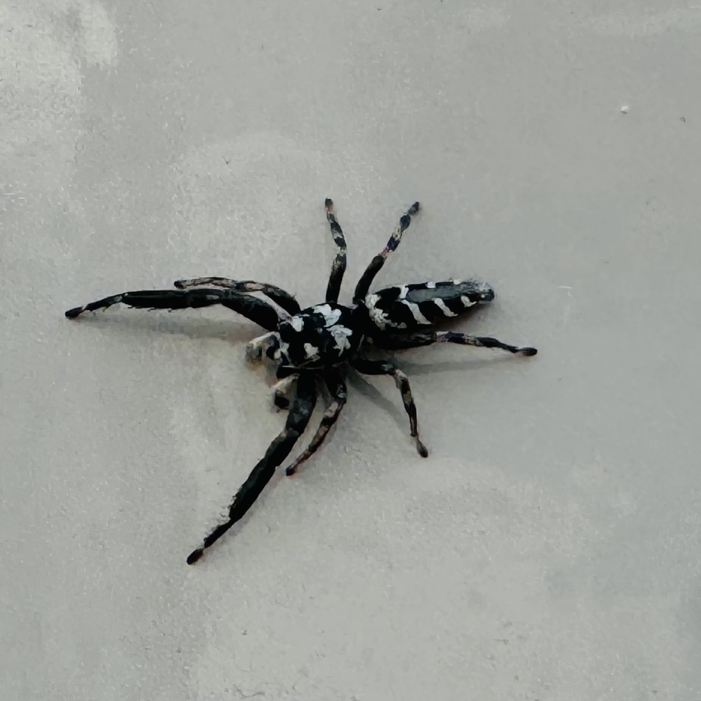 Mendoza elongata