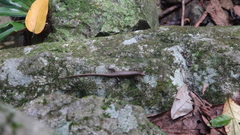 Sphenomorphus incognitus