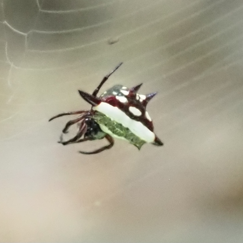 Northern Jewelled Spider from Barron Gorge QLD 4870, Australia on April ...