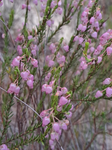 Image of Erica globulifera by (c) Eugene Hahndiek, some rights reserved (CC BY-SA)