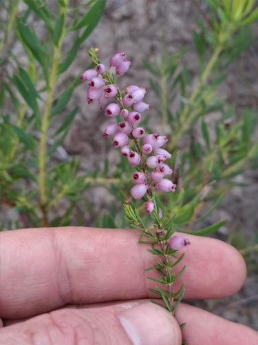 Image of Erica globulifera by (c) Eugene Hahndiek, some rights reserved (CC BY-SA)