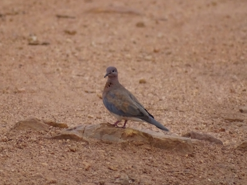 Laughing Dove