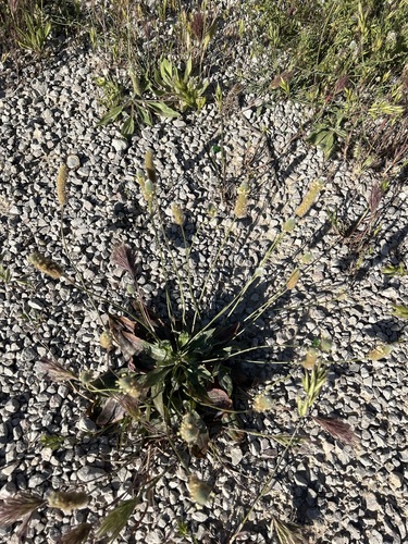 Hare's-foot Plantain