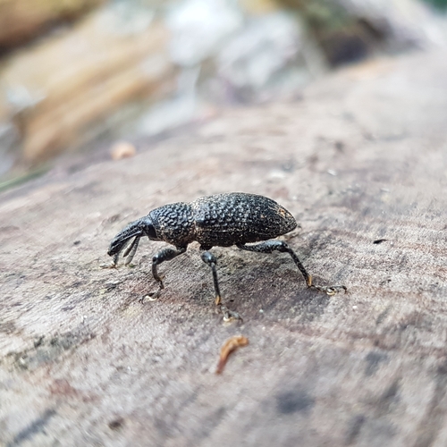 Aclees taiwanensis