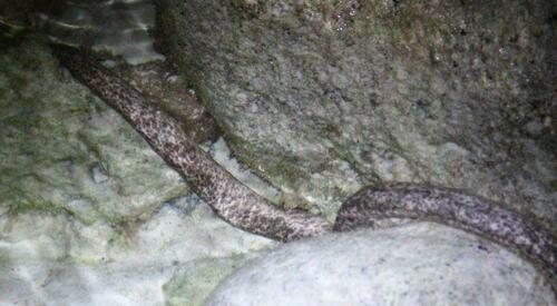 Uropterygius marmoratus observed 2024-04-24