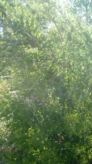 Forestiera pubescens pubescens