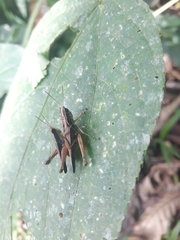 Orphulella concinnula