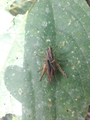 Orphulella concinnula