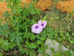 Ipomoea cairica