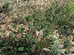 Euphorbia genistoides