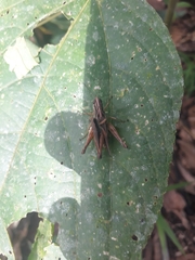 Orphulella concinnula