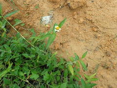 Tridax procumbens